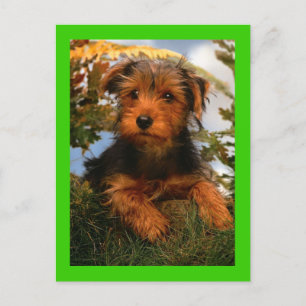 Airedale Terrier Puppy Dog Green Briefkaart