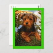 Airedale Terrier Puppy Dog Green Briefkaart (Voorkant / Achterkant)