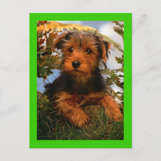 Airedale Terrier Puppy Dog Green Briefkaart (Voorkant)