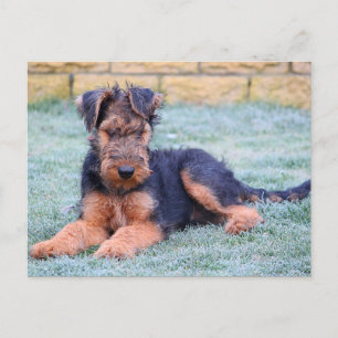 Airedale Terrier Puppy Dog Green Briefkaart