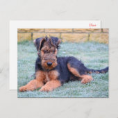 Airedale Terrier Puppy Dog Green Briefkaart (Voorkant / Achterkant)