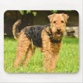 Airedale Terrier Puppy Dog Muismat (Voorkant)
