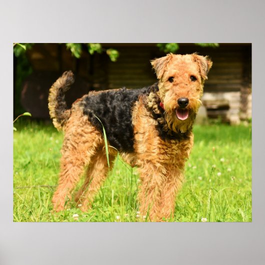 Airedale Terrier Puppy Dog Poster (Voorkant)