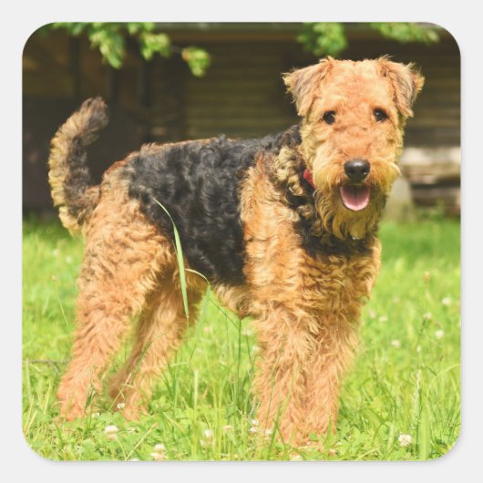 Airedale Terrier Puppy Dog Vierkante Sticker (Voorkant)