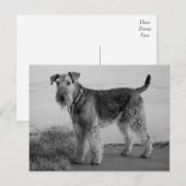 Airedale Terrier Puppy Dog Zwart & Wit Briefkaart (Voorkant / Achterkant)