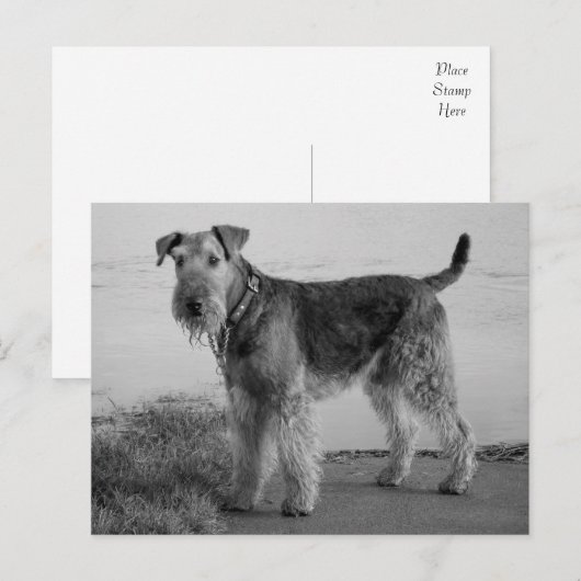 Airedale Terrier Puppy Dog Zwart & Wit Briefkaart (Voorkant / Achterkant)