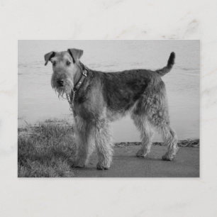 Airedale Terrier Puppy Dog Zwart & Wit Briefkaart