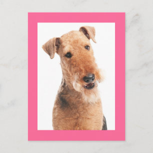 Airedale Terrier Puppy Hond Roze Ansichtkaart Briefkaart