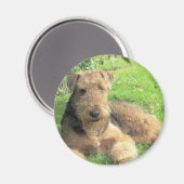 Airedale Terrier ronde magneet (Voorkant / Achterkant)