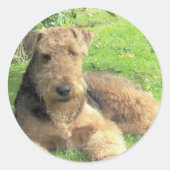 Airedale Terrier Sticker (Voorkant)