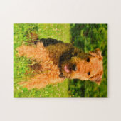 Airedaleterriër hond. legpuzzel (Horizontaal)