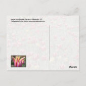 Airlie Gardens, Wilmington, NC Briefkaart (Achterkant)