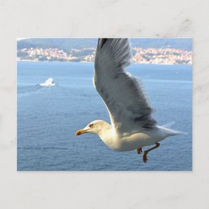 Airmail Seagull Briefkaart