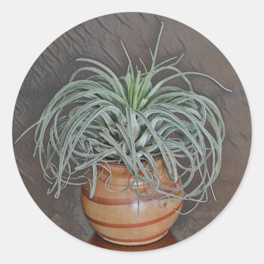 Airplant Oaxacana Ronde Sticker (Voorkant)