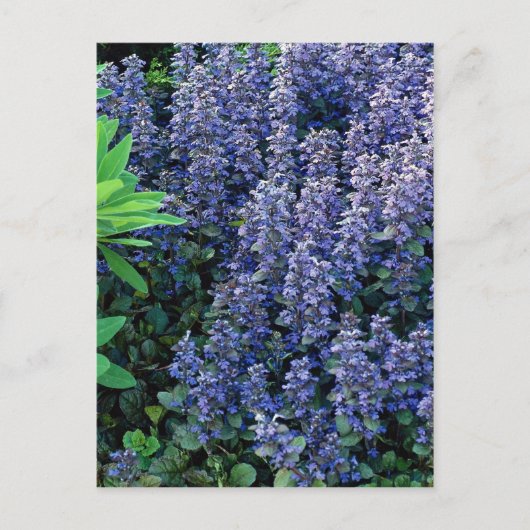 Ajuga reptans - tapijten briefkaart (Voorkant)