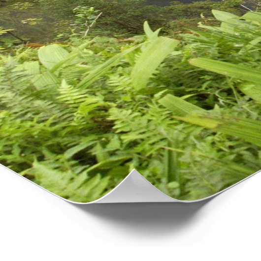 Akaka-Herfsten, Hamakua Coast, Hawaï, Poster (Hoek)