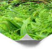 Akaka-Herfsten, Hawaii Poster (Hoek)