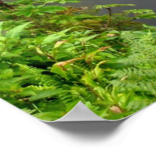 Akaka-Herfsten - Hawaii Poster (Hoek)