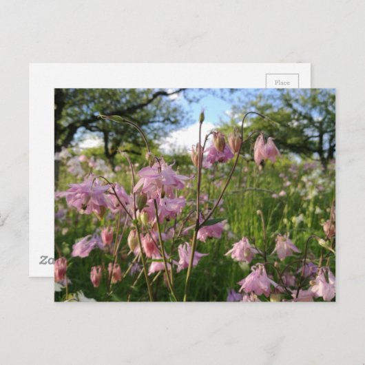 Akeleien Wiese unter Apfelbäumen Briefkaart (Voorkant / Achterkant)