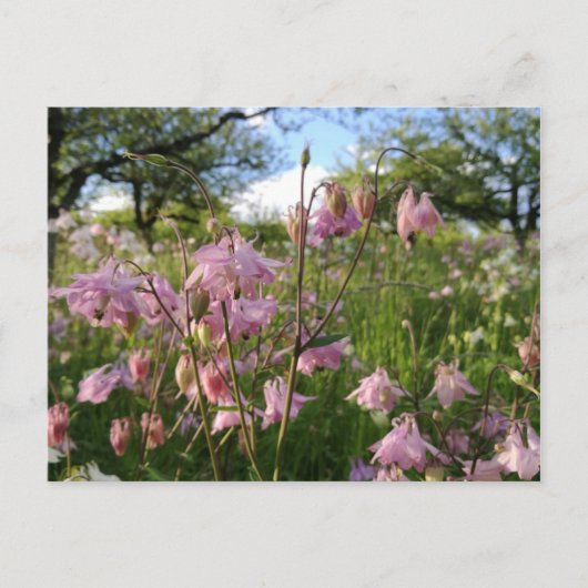 Akeleien Wiese unter Apfelbäumen Briefkaart (Voorkant)