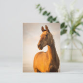 Akhal teke bij zonsondergang briefkaart (Staand voorkant)