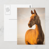 Akhal teke bij zonsondergang briefkaart (Voorkant / Achterkant)