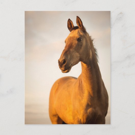 Akhal teke bij zonsondergang briefkaart (Voorkant)