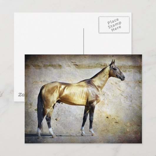 Akhal-teke Briefkaart (Voorkant / Achterkant)