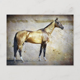 Akhal-teke Briefkaart