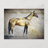 Akhal-teke Briefkaart (Voorkant)