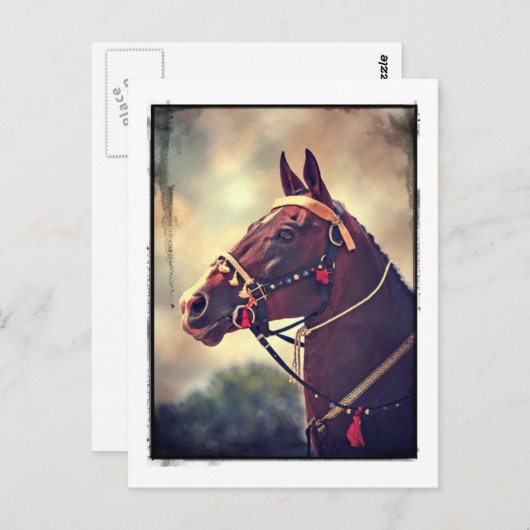 Akhal Teke Briefkaart (Voorkant / Achterkant)