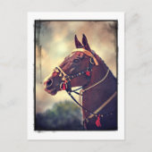 Akhal Teke Briefkaart (Voorkant)