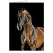 Akhal-Teke Horse (Voorkant)
