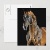 Akhal-Teke Horse Briefkaart (Voorkant / Achterkant)