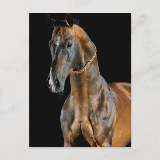 Akhal-Teke Horse Briefkaart (Voorkant)