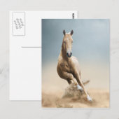 Akhal-Teke Horse Briefkaart (Voorkant / Achterkant)