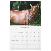 Akhal-Teke Horses 2 Kalender (Feb 2027)