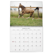 Akhal-Teke Horses 2 Kalender (Mar 2027)