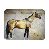 Akhal-teke Magneet (Horizontaal)