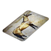 Akhal-teke Magneet (Linkerzijde)