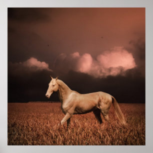 Akhal-teke paard op zonsondergang poster
