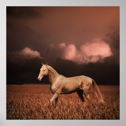 Akhal-teke paard op zonsondergang poster (Voorkant)