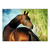 Akhal-teke stallion (Voorkant Horizontaal)