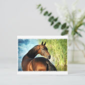 Akhal-teke stallion briefkaart (Staand voorkant)