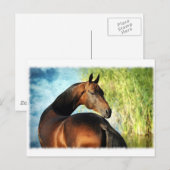 Akhal-teke stallion briefkaart (Voorkant / Achterkant)