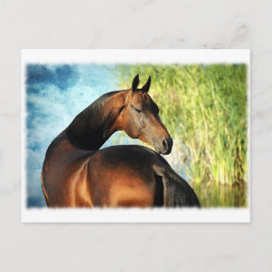 Akhal-teke stallion briefkaart