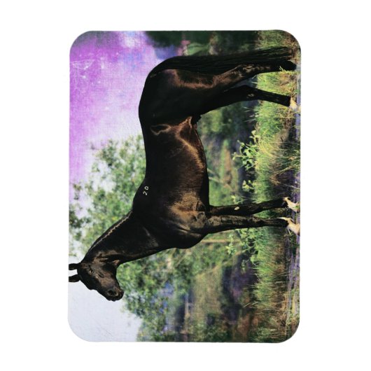 Akhal-teke Stallion Magneet (Verticaal)