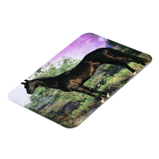 Akhal-teke Stallion Magneet (Linkerzijde)