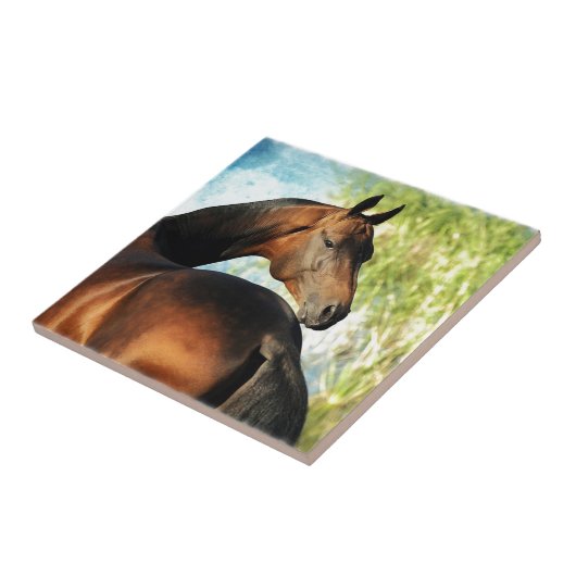 Akhal-teke stallion tegeltje (Zijkant)