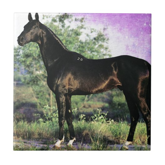 Akhal-teke stallion tegeltje (Voorkant)
